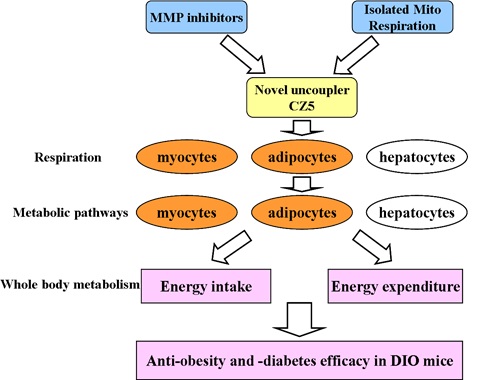 Novel Cell Type Specific Uncoupler Cz5 Uncoupling Mitochondria Oxidative Phosphorylation Ameliorate Diet Induced Obesity Shanghai Institute Of Materia Medica Chinese Academy Of Sciences